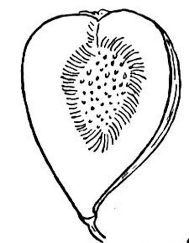 Online coloring book: Heart-shaped fig coloring page